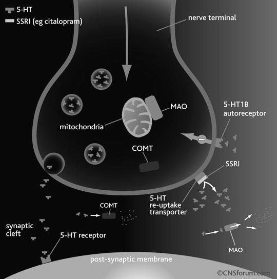 Inibidores Seletivos da Recaptação de Serotonina (ISRS) e da Recaptação de Noradrenalina e Serotonina (ISRNS) ISRS - década de 70 (fluoxetina) ISRNS 1995 (venlafaxina) Mecanismo de ação mais