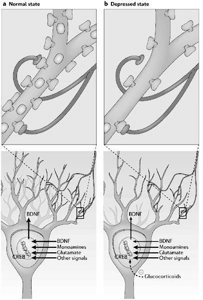 Teoria Monoaminérgica da Depressão Resultado de uma deficiência na neurotransmissão monoaminérgica (especialmente noradrenalina e serotonina) em regiões corticais e límbicas Observação dos leves