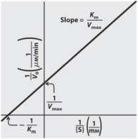 A velocidade independe da [S] [S] << Km: Grande quantidade de enzimas livres.