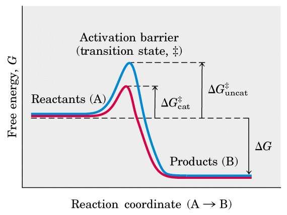 Enzimas diminuem a energia de ativação A função termodinâmica denominada de energia livre (G) é importante para compreender como as enzimas trabalham.