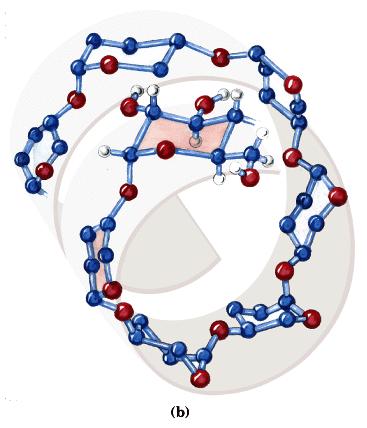 Amilases Hidrolisam ligações α-1,4 e/ou