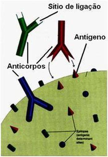 Função de defesa Células capazes de "reconhecer" proteínas "estranhas" que são chamadas de antígenos. Na presença dos antígenos o organismo produz proteínas de defesa, denominados anticorpos.