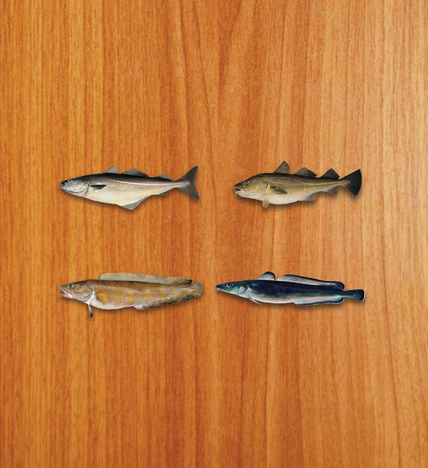 Dicas e sugestões. Armazenamento em casa: Tipos de bacalhau. Os 4 tipos de bacalhau que vivem no mar da Noruega e são exportados para o Brasil são: Gadus morhua, Saithe, Zarbo e Ling.
