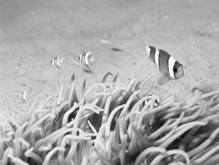 Fotografar em Diversas Condições S Fotografar debaixo de água (Subaquático) Permite tirar fotografias com cores naturais da vida marinha e de