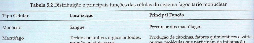 - fagocitam células velhas, danificadas e