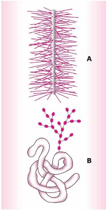 PROTEOGLICANAS (A): eixo ptéico ligado covalentemente c/ 1 ou + GAGs - +++ hidrofílico qdo unida ao ácido hialurônico formam agregados de agrecanas estado gel da matriz GLICOPROTEÍNAS (B): função