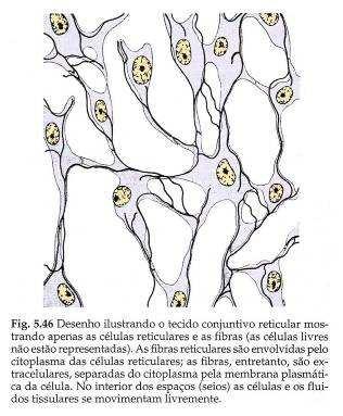 macrófagos e fibroblastos) Sustentação