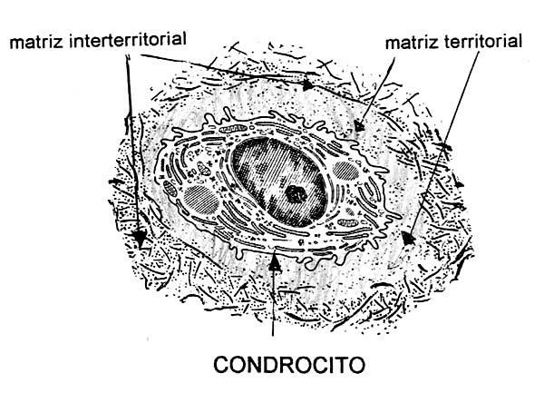 ramificadas curtas de glicosaminoglicanas sulfatadas parecem escovas de limpar