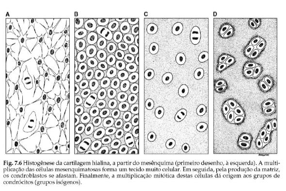 Junqueira & Carneiro Cartilagem