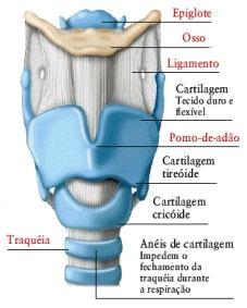 condrócitos Possui pericôndrio