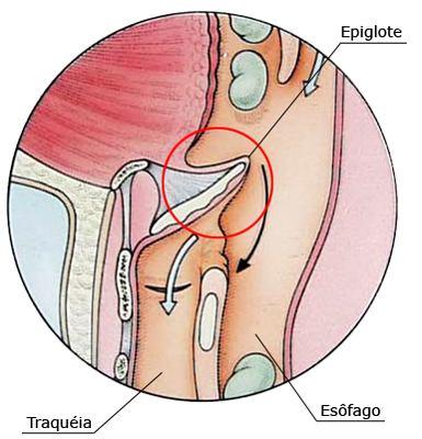 laringe Cartilagem Elástica