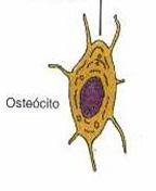 do mesênquima Osteoblastos que sintetizam a