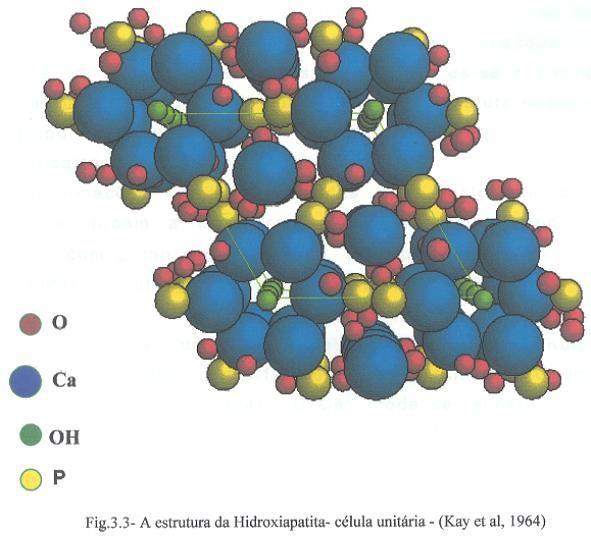 de fibras de colágeno que penetram no tecido