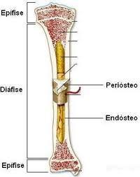de Volkmann Endósteo Reveste cavidades do osso