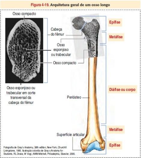 Tipos de tecido ósseo Observação macroscópica Ossos longos as extremidades ou epífises são formadas de osso esponjoso (osso poroso)