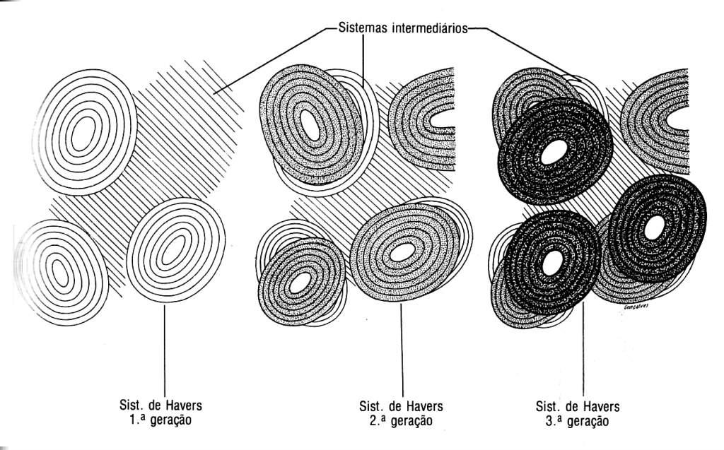 Entre membranas de tecido conjuntivo Primeiro osso formado é o osso primário Forma os ossos chatos, contribui na formação dos ossos curtos e ossos longos