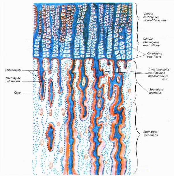 ósseo Vasos sanguíneos penetram no cilindro ósseo e na cartilagem ossificada levando células osteoprogenitoras que se diferenciam em osteoblastos Cresce rapidamente no sentido longitudinal Surgem os