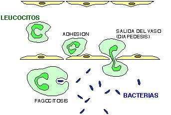 Glóbulos Brancos ou Leucócitos Saem da circulação por diapedese, passam entre as células e penetram no tecido Quando os