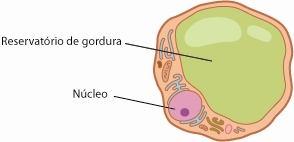 Células Adipócitos São células especializadas no armazenamento de energia sob a forma de triglicerídeos Apresentam forma