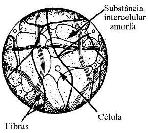 elementos estruturais do tecido conjuntivo Todos tipos celulares, numerosos fibroblastos e