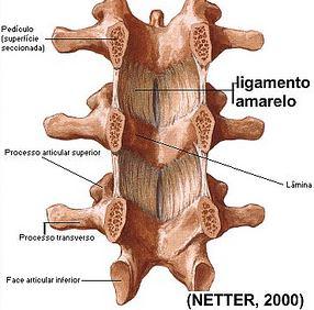 elasticidade Exemplos Ligamentos amarelos da coluna vertebral Ligamento