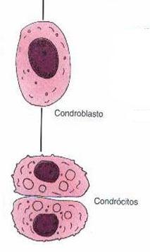 e nervos Tecido Cartilaginoso Condroblastos