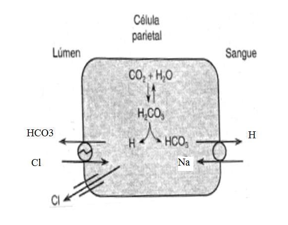 Secreção de HCO 3 (A)O íon H + é formado a partir de CO 2 + H 2 O H 2 CO 3 H + + HCO 3 (B)O H + é secretado no sangue em troca de Na + (C)O HCO 3 é secretado no lúmen por um intercambiador apical Cl