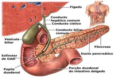 Períodos interdigestivos: esfíncter de oddi fechado músculo da vesícula biliar relaxado acúmulo de bile hepática