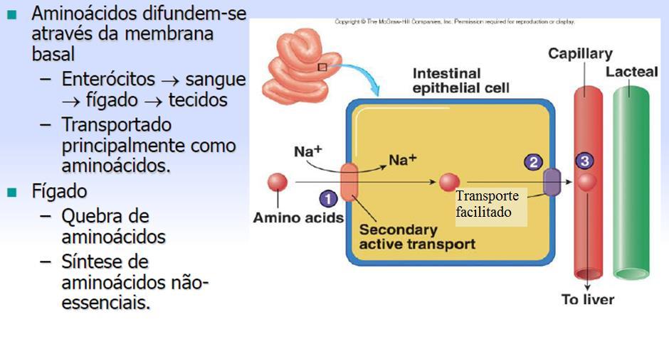 Absorção de Aminoácidos