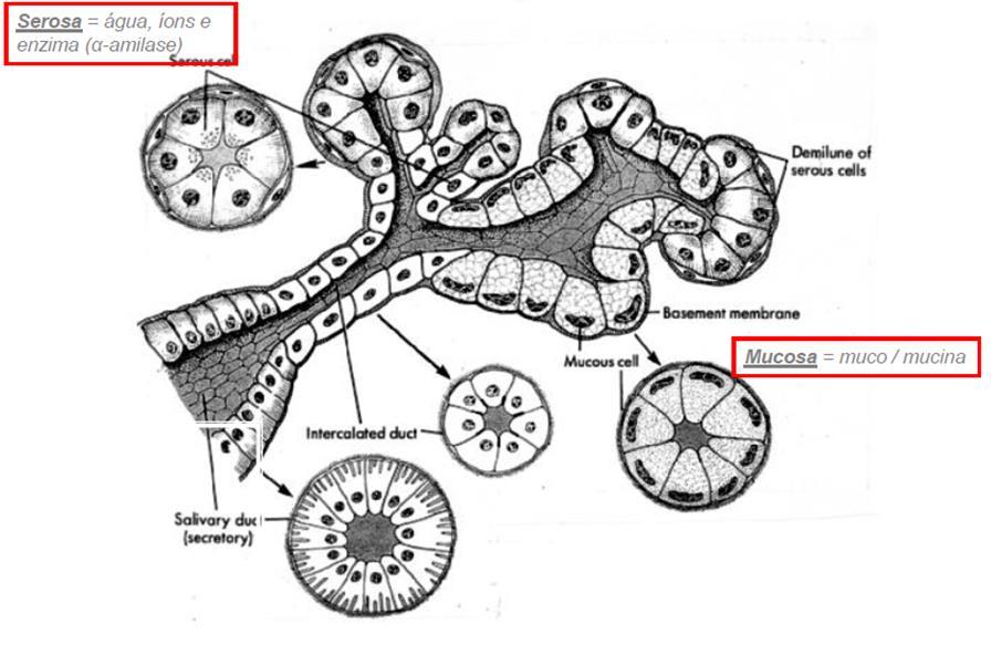 Saliva secretada nos ácinos Células glandulares nos ácinos secretam água, eletrólitos,