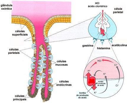 Secreção Gástrica muco Mucosa glandular inúmeras invaginações conhecidas como fossetas