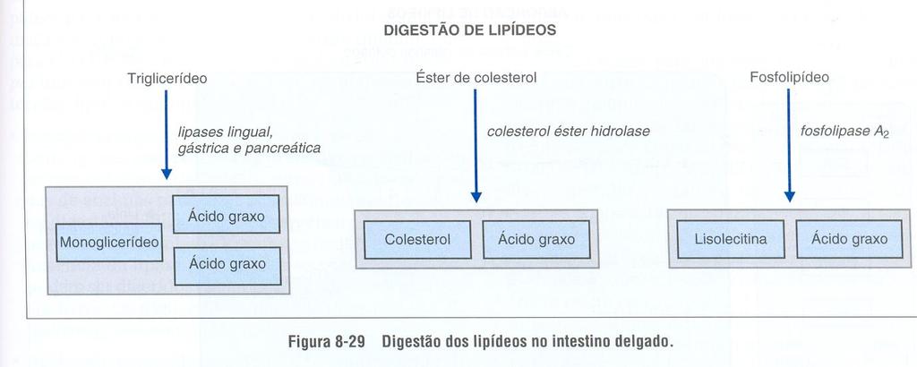 absorvidos Produtos da digestão hidrofóbicos tem que ser