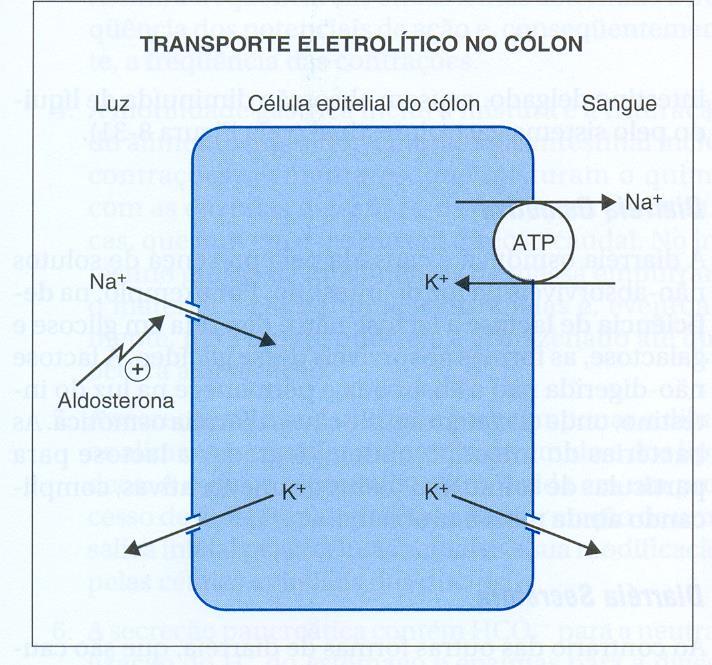 Cólon Canal de Na + reabsorção Aumento