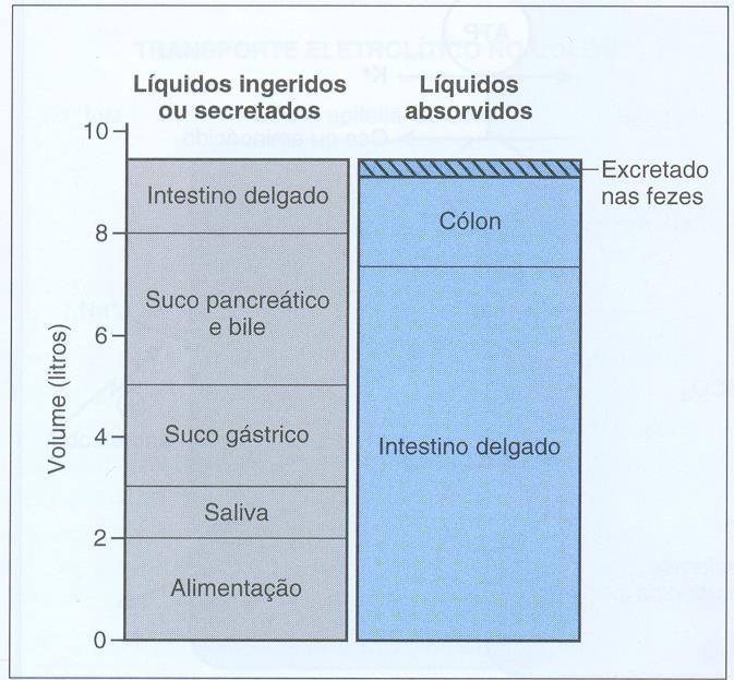 Transporte intestinal de H 2 O