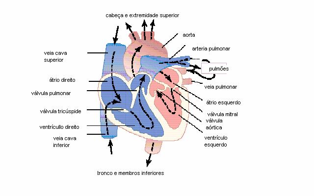 16 2 REVISÃO DA LITERATURA 2.1 Sistema nervoso autônomo O sistema cardiovascular é controlado por regulação autonômica através da atividade das vias nervosas simpáticas e parassimpáticas.