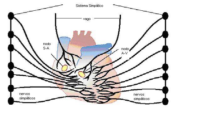 17 vasoconstrição. A taquicardia ocorre em decorrência da estimulação do nó sinoatrial (SA), excitada pela liberação do neurotransmissor noradrenalina.
