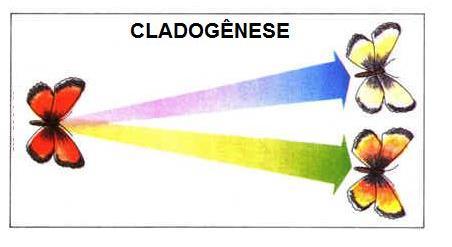 Como surge a biodiversidade Cladogênese : Formação