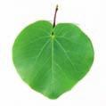 A olaia tem folhas grandes, simples, com 7 a 12 centímetros de comprimento. São de cor verde-clara e têm forma de coração.