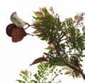_19 Bignoniáceas Marcescente América do Sul Argentina Bolívia Brasil JACARANDÁ Jacaranda mimosifolia É uma árvore que tem a copa larga e arredondada, com formato irregular e ramos levantados; pode
