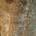 Quando é jovem, a casca do tronco é lisa, mas torna-se escamosa com a idade. As folhas da nespereira são perenes (ou seja, mantém- -se na árvore o ano todo), e têm entre 10 a 25 centímetros.