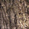 _31 Tamaricáceas Caduca Sudoeste Europeu TAMARIZ Tamarix gallica Esta árvore tem uma copa irregular, que pode ter entre 2 a 4 metros de altura. Os seus ramos são largos e flexíveis.