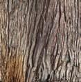 _32 Cupressáceas Persistente Estados Unidos da América Estado da Califórnia CIPRESTE-DE-MONTEREY Cupressus macrocarpa Quando é jovem, esta árvore tem uma copa com ramos muito direitos e levantados,