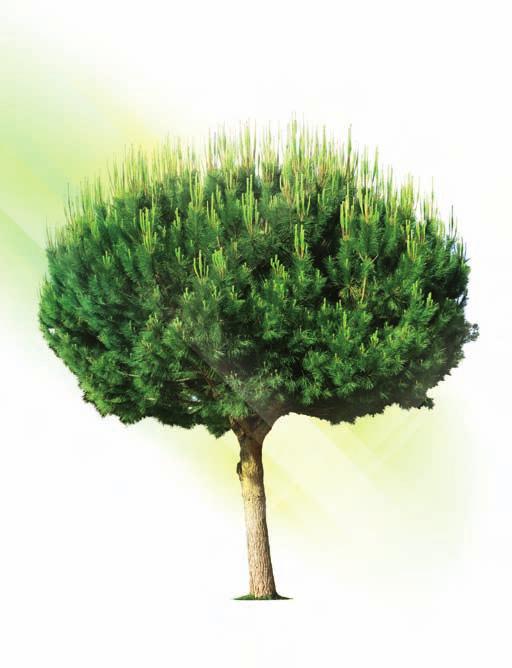 _05 Pináceas Persistente Zona ocidental da bacia do Mediterrâneo PINHEIRO-MANSO Pinus pinea O pinheiro-manso tem a copa robusta, que pode ter até 30 metros de altura.