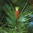 As folhas do pinheiro-manso têm o formato de agulhas e cor verde-escura. São perenes (mantêm-se na árvore todo o ano), com 10 a 20 centímetros de comprimento, rijas e finas, agrupadas em pares.