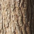O pinheiro-manso dá flores entre Março e Maio. Os frutos desta árvore são pinhas solitárias, com for mato oval, de cor verde quando são novas, tor nan do-se castanhas com a maturação.