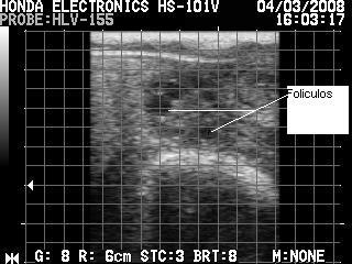 Tabela 1 - Prenhez de vacas de corte inseminadas artificialmente a tempo fixo e após repasse com touros.