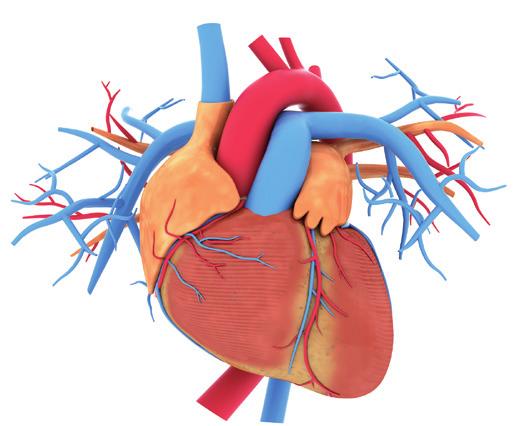 Fibrilação atrial Conheça a doença e os cuidados necessários O que é fibrilação atrial? Normalmente, seu coração se contrai e relaxa, para um batimento regular.