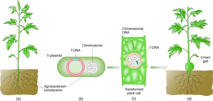 Os efeitos das citocinas são explorados na relação planta versus agrobactéria T-DNA: