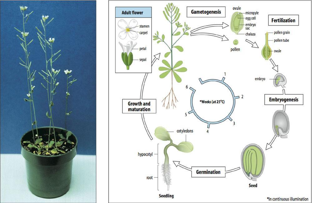 Arabidopsis thaliana: planta