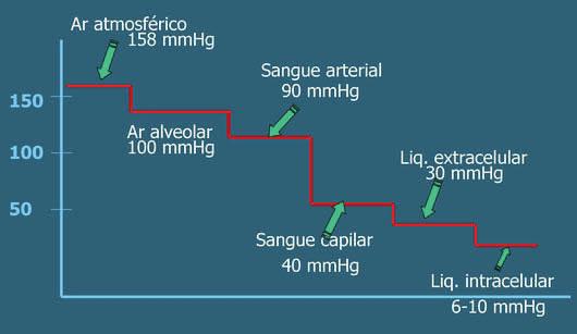 O oxigênio passa da atmosfera para as células através de uma cadeia de transporte por difusão contínua, conforme a figura 13.1. O ar atmosférico tem uma PO2 de cerca de 158 mmhg.